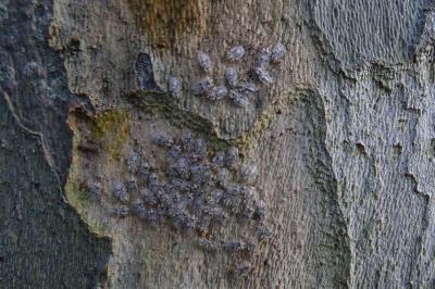 <i>Corythucha ciliata</i>