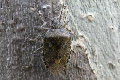 <i>Rhaphigaster nebulosa</i>