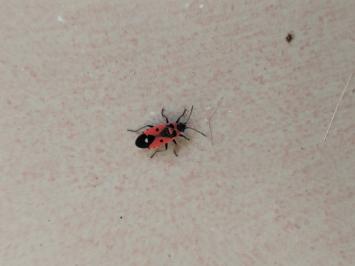 <i>Melanocoryphus albomaculatus</i>