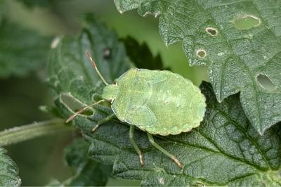 <i>Palomena prasina</i>