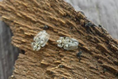 <i>Corythucha ciliata</i>