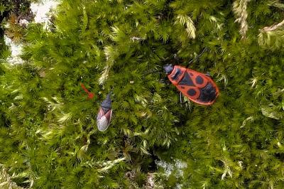 <i>Oxycarenus lavaterae</i>