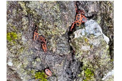 <i>Pyrrhocoris apterus</i>