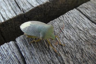 <i>Nezara viridula</i>