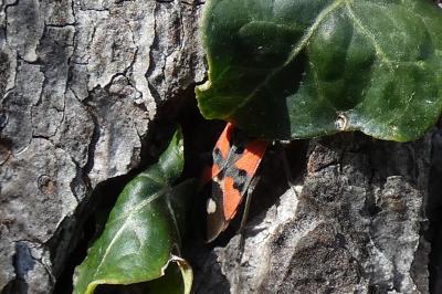 <i>Lygaeus equestris</i>