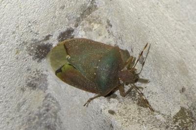 <i>Nezara viridula</i>