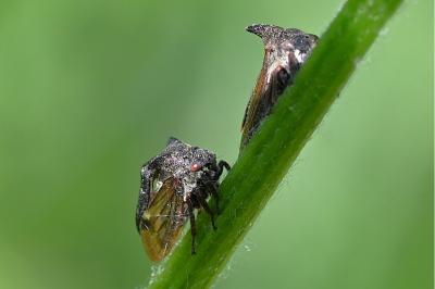 <i>Centrotus cornutus</i>