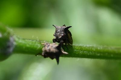 <i>Centrotus cornutus</i>