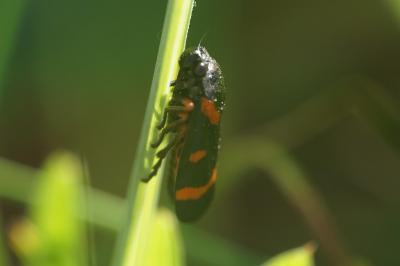 <i>Cercopis intermedia</i>
