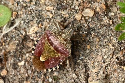<i>Dolycoris baccarum</i>