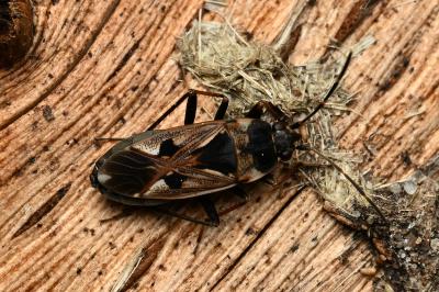 <i>Rhyparochromus vulgaris</i>