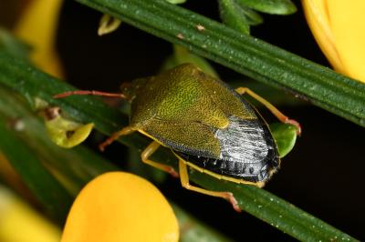 <i>Piezodorus lituratus</i>