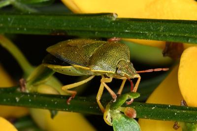 <i>Piezodorus lituratus</i>