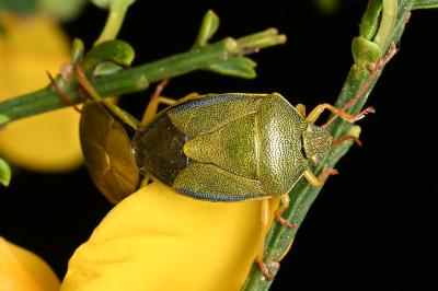 <i>Piezodorus lituratus</i>