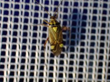 <i>Rhabdomiris striatellus</i>