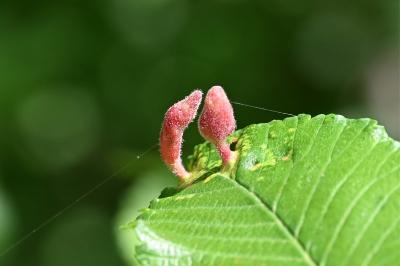 <i>Tetraneura</i>