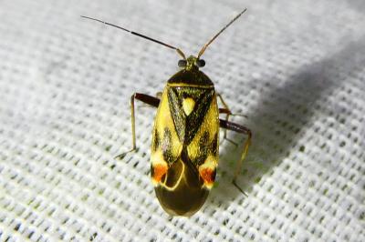 <i>Polymerus unifasciatus</i>
