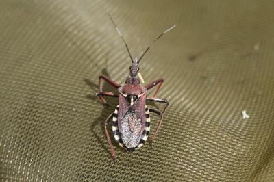 <i>Rhynocoris erythropus</i>
