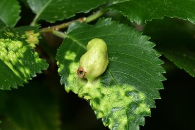 <i>Tetraneura ulmi</i>