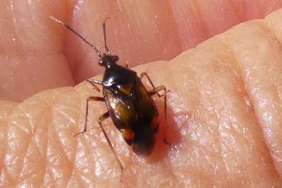 <i>Deraeocoris ruber</i>