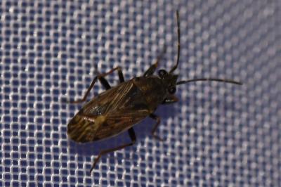 <i>Peritrechus gracilicornis</i>