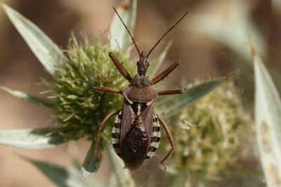 <i>Rhynocoris erythropus</i>