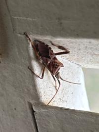 <i>Leptoglossus occidentalis</i>