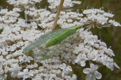 <i>Chrysoperla</i>
