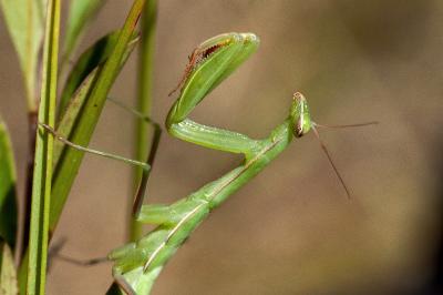 <i>Mantis religiosa</i>