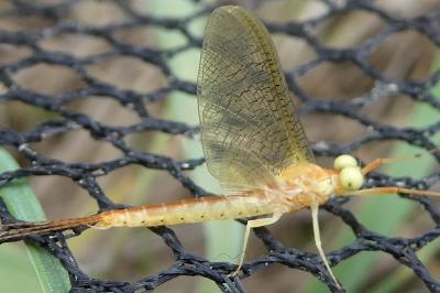 <i>Potamanthus luteus</i>
