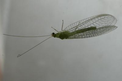 <i>Chrysoperla</i>