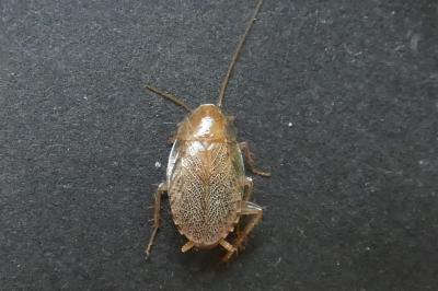 <i>Planuncus vinzi</i>