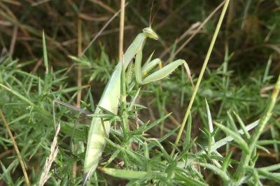 <i>Mantis religiosa</i>