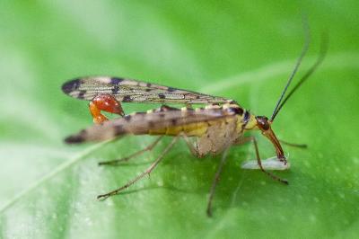 <i>Panorpa germanica</i>