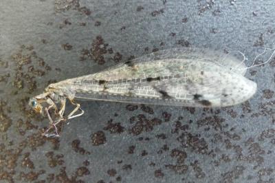 <i>Distoleon tetragrammicus</i>