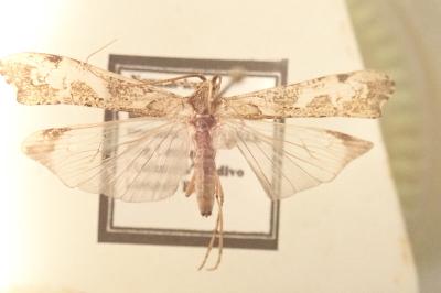 <i>Glyphotaelius pellucidus</i>