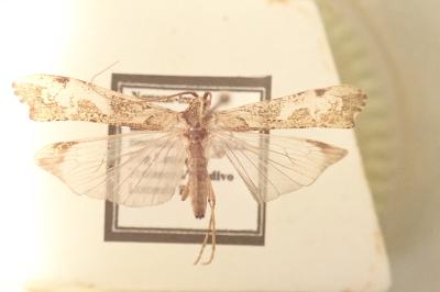 <i>Glyphotaelius pellucidus</i>