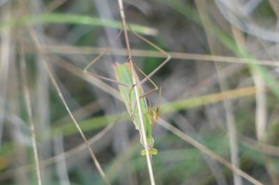 <i>Mantis religiosa</i>