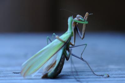 <i>Mantis religiosa</i>