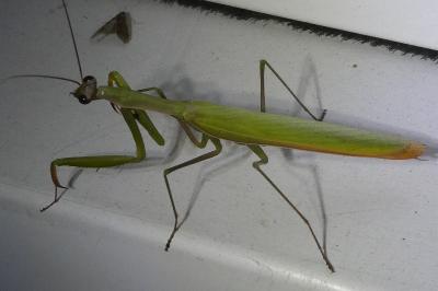 <i>Mantis religiosa</i>