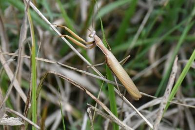 <i>Mantis religiosa</i>
