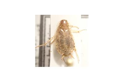 <i>Planuncus vinzi</i>