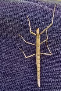 <i>Clonopsis gallica</i>