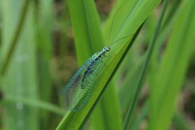 <i>Chrysopa perla</i>