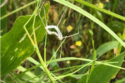 <i>Clonopsis gallica</i>