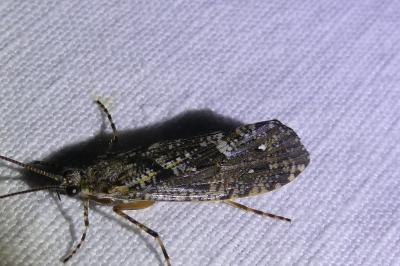 <i>Agrypnia varia</i>