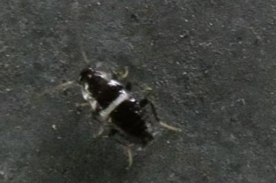 <i>Planuncus vinzi</i>