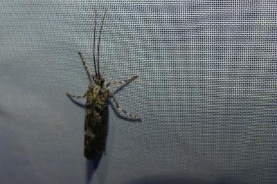 <i>Agrypnia varia</i>