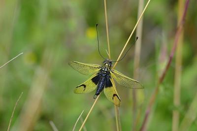 <i>Libelloides longicornis</i>