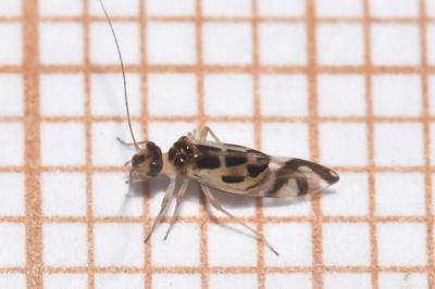 <i>Graphopsocus cruciatus</i>